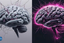 نمودار نشان‌دهنده افزایش سطح پروتئین FTL1 در مغز پیر و تأثیر آن بر کاهش اتصالات عصبی