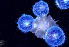Researchers used mRNA to turn the liver into a short-term immune factory, reviving T-cell production that normally fades with age. Credit: Shutterstock