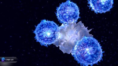 Researchers used mRNA to turn the liver into a short-term immune factory, reviving T-cell production that normally fades with age. Credit: Shutterstock