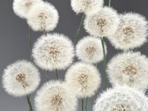 نمونه تصاویر عکاسی گوشی گلکسی اس ۲۵ اولترا | Sample Galaxy S25 Ultra photography images
